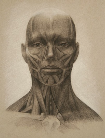 © 2013 Aron Hart, Facial Anatomy, charcoal and white chalk on toned paper