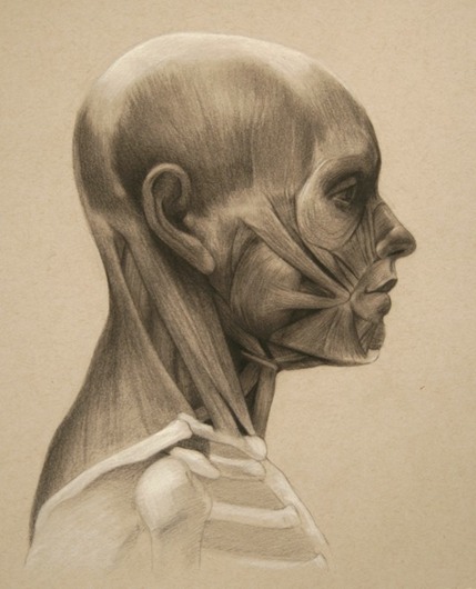 © 2013 Aron Hart, Facial Anatomy-Profile, charcoal and white chalk on toned paper